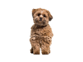 Lhasa Apso