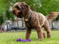 Preventing pet theft and what to do if a dog is stolen