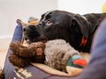 Why is your dog grinding their teeth? 