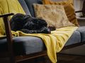 Alternatives to consider before giving up your dog