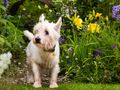 Which plants are toxic and poisonous to dogs?